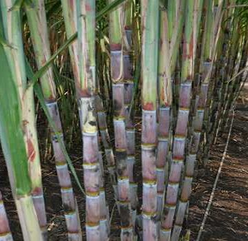 PM Modi hails cabinet decision for increasing sugarcane prices; calls it ‘historic’