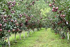 High-density apple farming a new trend in valley