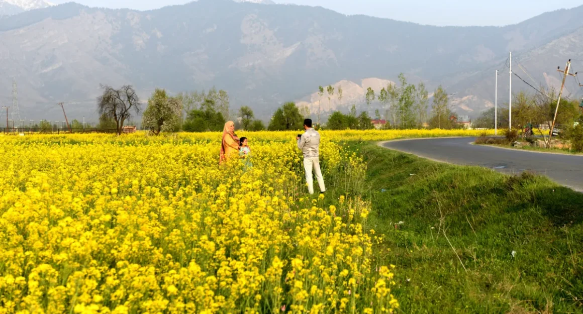 Mustard Bloom Emerges as New Tourist Attraction in Kashmir Valley