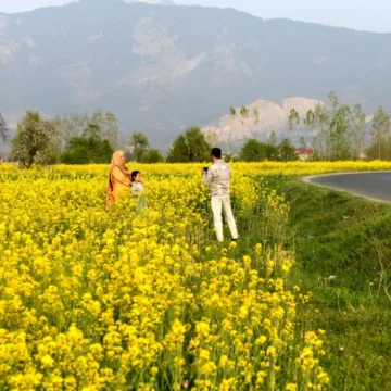 Mustard Bloom Emerges as New Tourist Attraction in Kashmir Valley