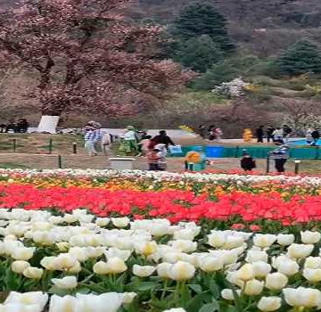 Asia’s largest Tulip Garden attracts record 4.45 lakh visitors this season