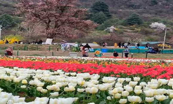 Asia’s largest Tulip Garden attracts record 4.45 lakh visitors this season