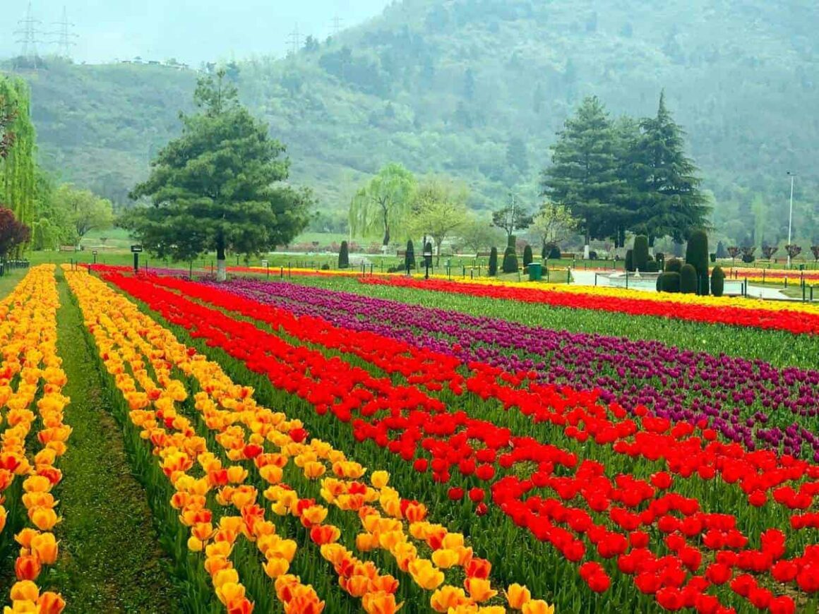 Srinagar’s Iconic Tulip Garden opens to public