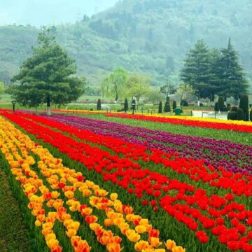 Tulip garden to feature 5 new varieties; 1.7 mn tulips set to bloom: Sheikh Fayaz