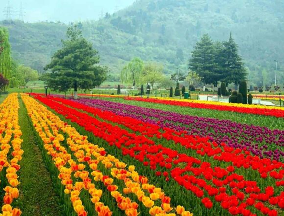 Tulip Garden welcomes over 286,000 visitors, anticipates record-breaking season