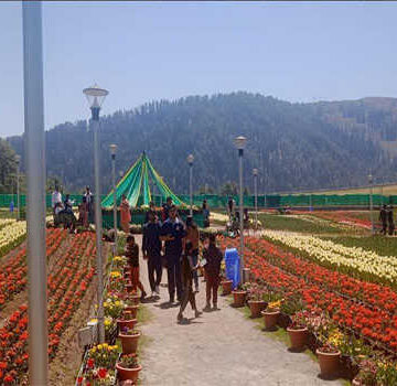 Over 2L Tulips wow Sanasar Garden visitors