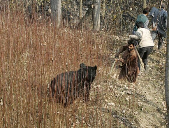 In 2 years, 32 killed, 269 injured in man-animal conflict incidents in J&K