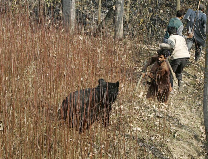 Pic-5-man-Animal-Conflict-Bear-scaled-1024x681 In 2 years, 32 killed, 269 injured in man-animal conflict incidents in J&K