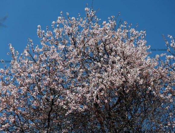 Blossomed Almond Trees At Badamwari Source Of Attraction For Tourists In Srinagar