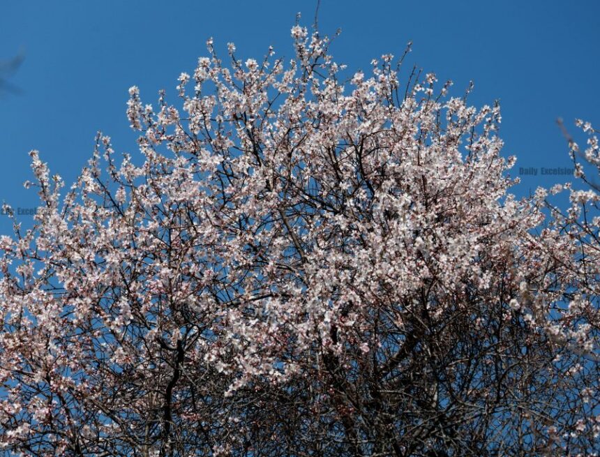 Srinagar-Badaamwari-03-1024x683 Blossomed Almond Trees At Badamwari Source Of Attraction For Tourists In Srinagar