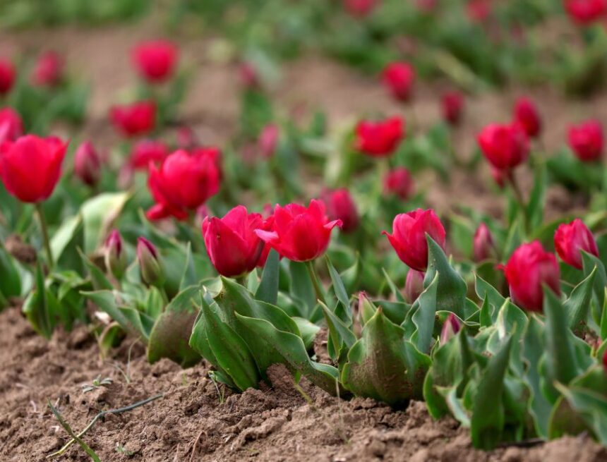 Srinagar-Tulip-01-1-1024x674 Asia’s Largest Tulip Garden In Srinagar To Open For Public On March 26, Mark Start Of Tourism Season
