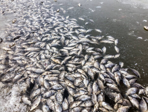 Fish Farm allegedly poisoned in Heff Shopian, farmer faces loses worth lakhs