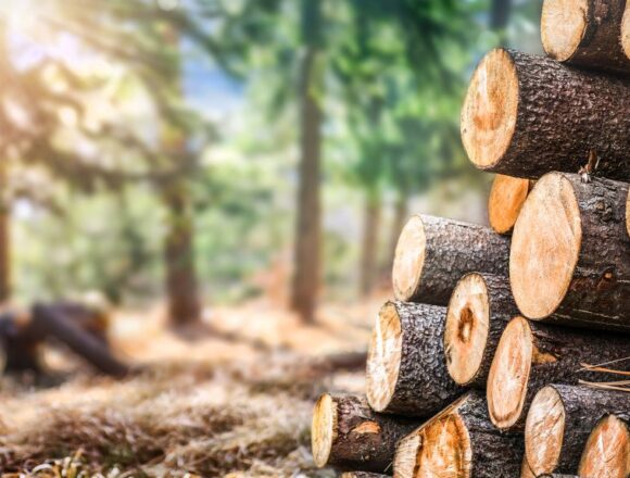Two Timber Smugglers Detained In J&K’s Doda, DFO And RO Removed