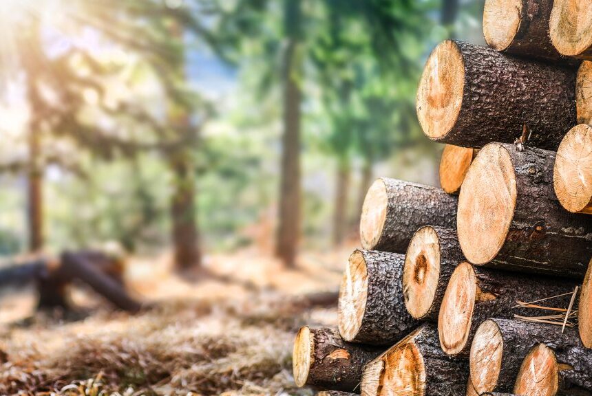timber-1-1024x576 Two Timber Smugglers Detained In J&K’s Doda, DFO And RO Removed