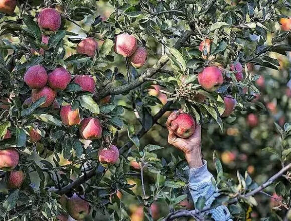 High-density apple prices dip from Rs 150 to Rs 70 per kg, farmers still reaping profits