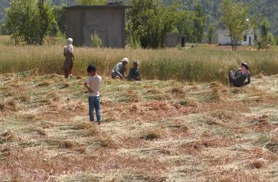 crop Farmers In J&K Harvest Early As Border Tensions Rise Following Pahalgam Terror Attack
