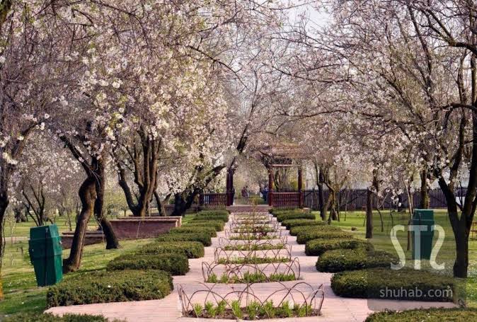 Badamwari to host 'Almond Bloom Festival' today*