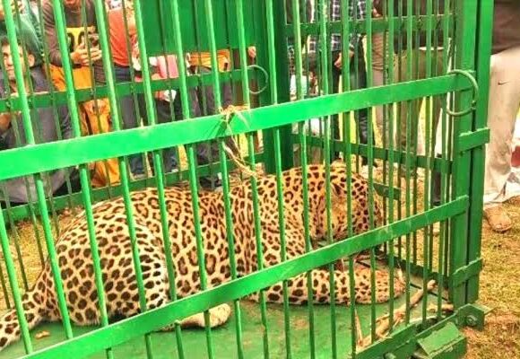 Leopard spotted, captured alive in Kulgam village