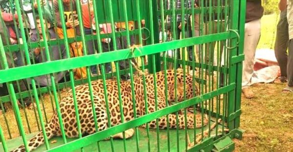 s_638799209700042504_IMG_5218 Leopard spotted, captured alive in Kulgam village