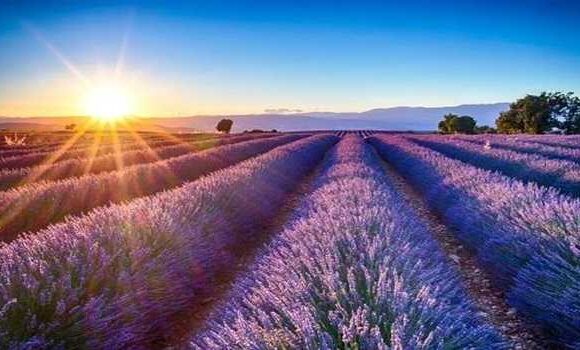 Aroma Mission: Over 50 distillation units installed in J&K, Jitendra to inaugurate Lavender Fest on June 1: Official
