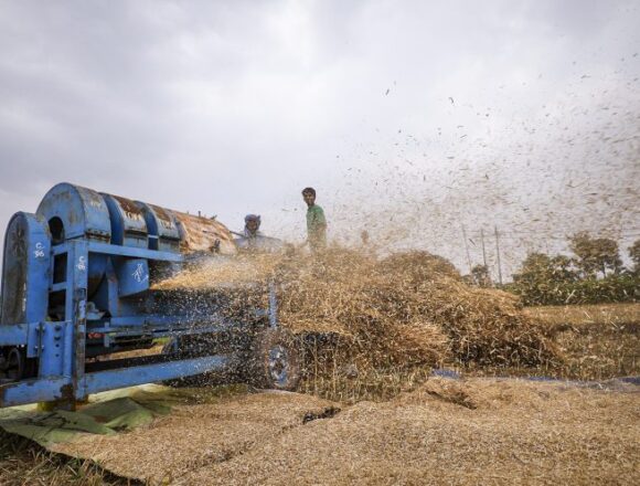 Tension Along International Border: Farmers Rush To Wrap Up Harvest