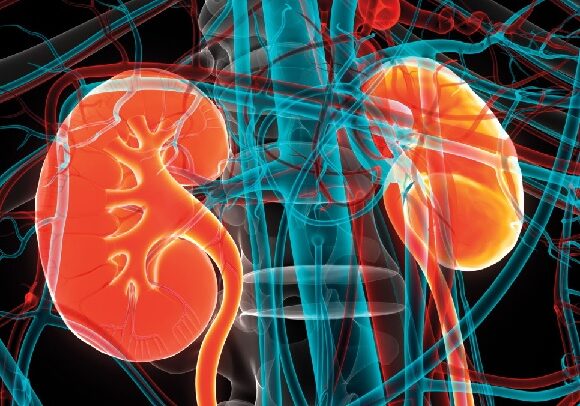 High uric acid can lead to chronic kidney disease, cardiovascular risk, gout: Doctors