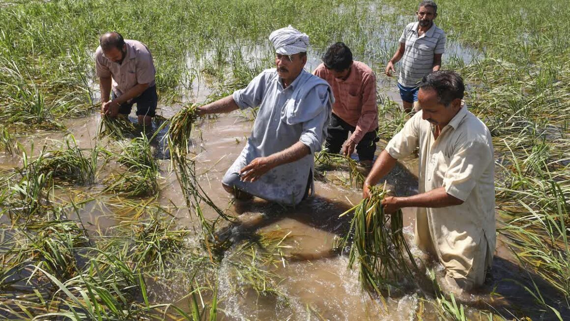 Floods Take A Toll On Jammu Kashmir's Agriculture; 140 Lakh Hectares Land Hit In Jammu Region Alone