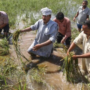 Floods Take A Toll On Jammu Kashmir's Agriculture; 140 Lakh Hectares Land Hit In Jammu Region Alone