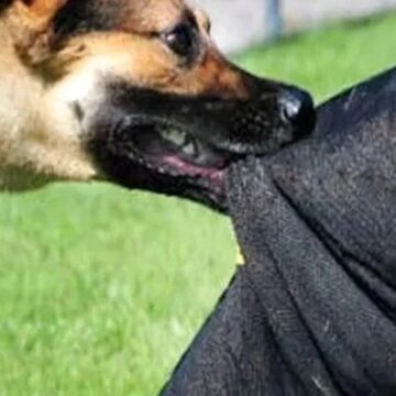 s_638791824584525960_In_2_years_J&K_records In 4 years, 2,12,968 dog bite cases reported in J&K