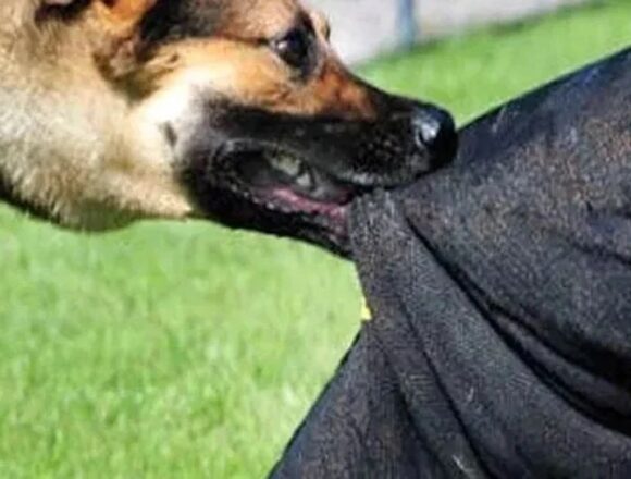 s_638791824584525960_In_2_years_J&K_records In 4 years, 2,12,968 dog bite cases reported in J&K