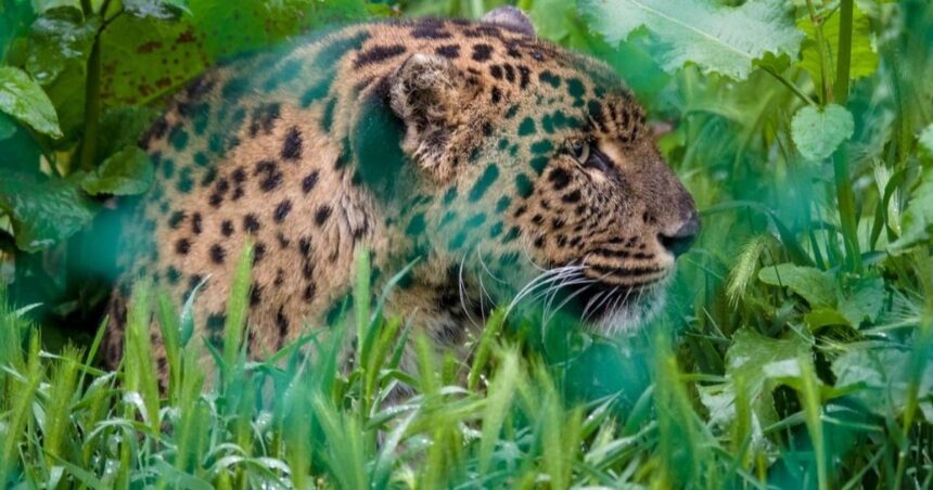 Leopard kills 7 sheep, injures many others in Sopore village