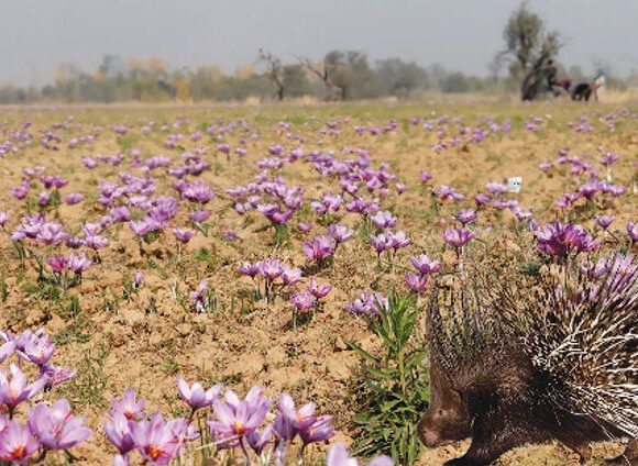 Saffron growers say porcupines inflicting ‘large-scale’ damage to corms