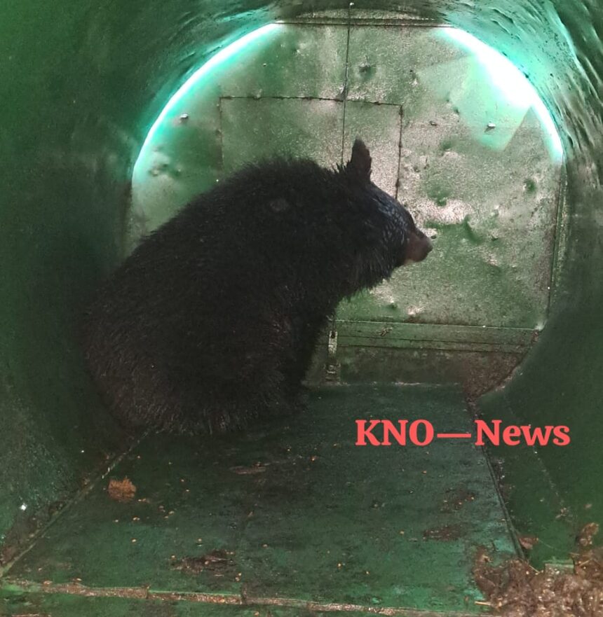 WhatsApp Image 2025-12-06 at 22.01.00_4fa03289 Black Bear’s City Tour Ends at Nigeen’: Animal Trapped After 11-Day Search