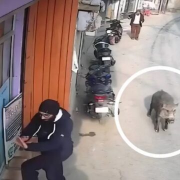 BEAR Suspected Wild Boar Attack Leaves 4 Injured in South Kashmir’s Tral