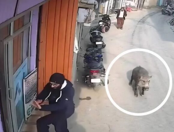 Suspected Wild Boar Attack Leaves 4 Injured in South Kashmir’s Tral