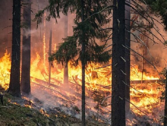 Over 350 forest fire incidents reported in 2025, says Chief Conservator Forests