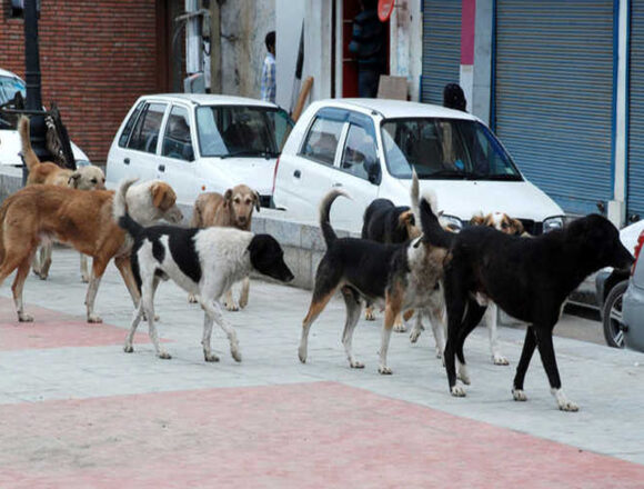 JK government issues formal order to streamline stray dog management