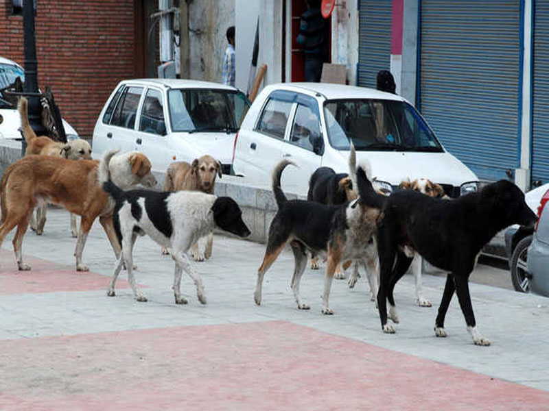 stray-dogs JK government issues formal order to streamline stray dog management
