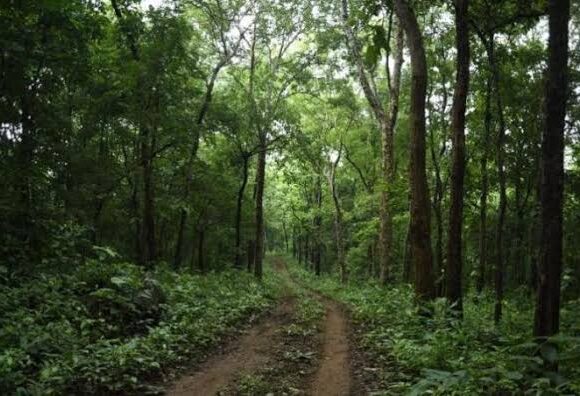 Bandipora records 5.73 sq km increase in forest cover, Govt highlights afforestation efforts