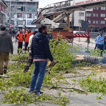 Preventive Tree Cutting Halts Traffic in Rajbagh, Authorities Cite Safety Risk