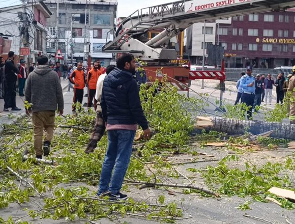 Preventive Tree Cutting Halts Traffic in Rajbagh, Authorities Cite Safety Risk