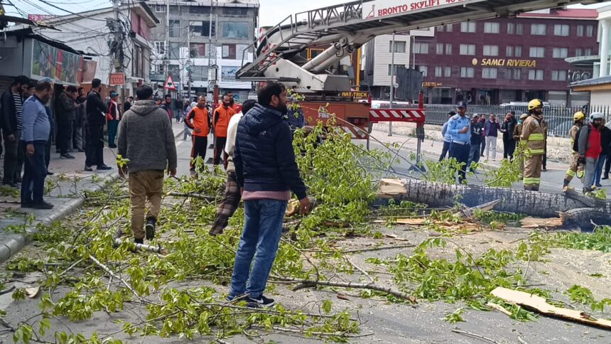 Preventive Tree Cutting Halts Traffic in Rajbagh, Authorities Cite Safety Risk